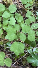 Vancouveria hexandra