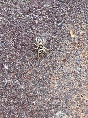 Salticus scenicus