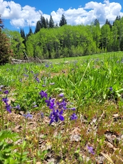 Delphinium nuttallianum