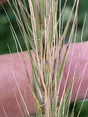 Elymus glabriflorus