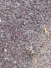 Salticus scenicus