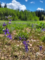 Delphinium nuttallianum
