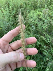 Elymus glabriflorus