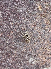 Salticus scenicus