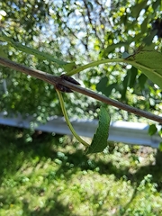 Rhamnus cathartica