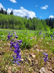 Delphinium nuttallianum
