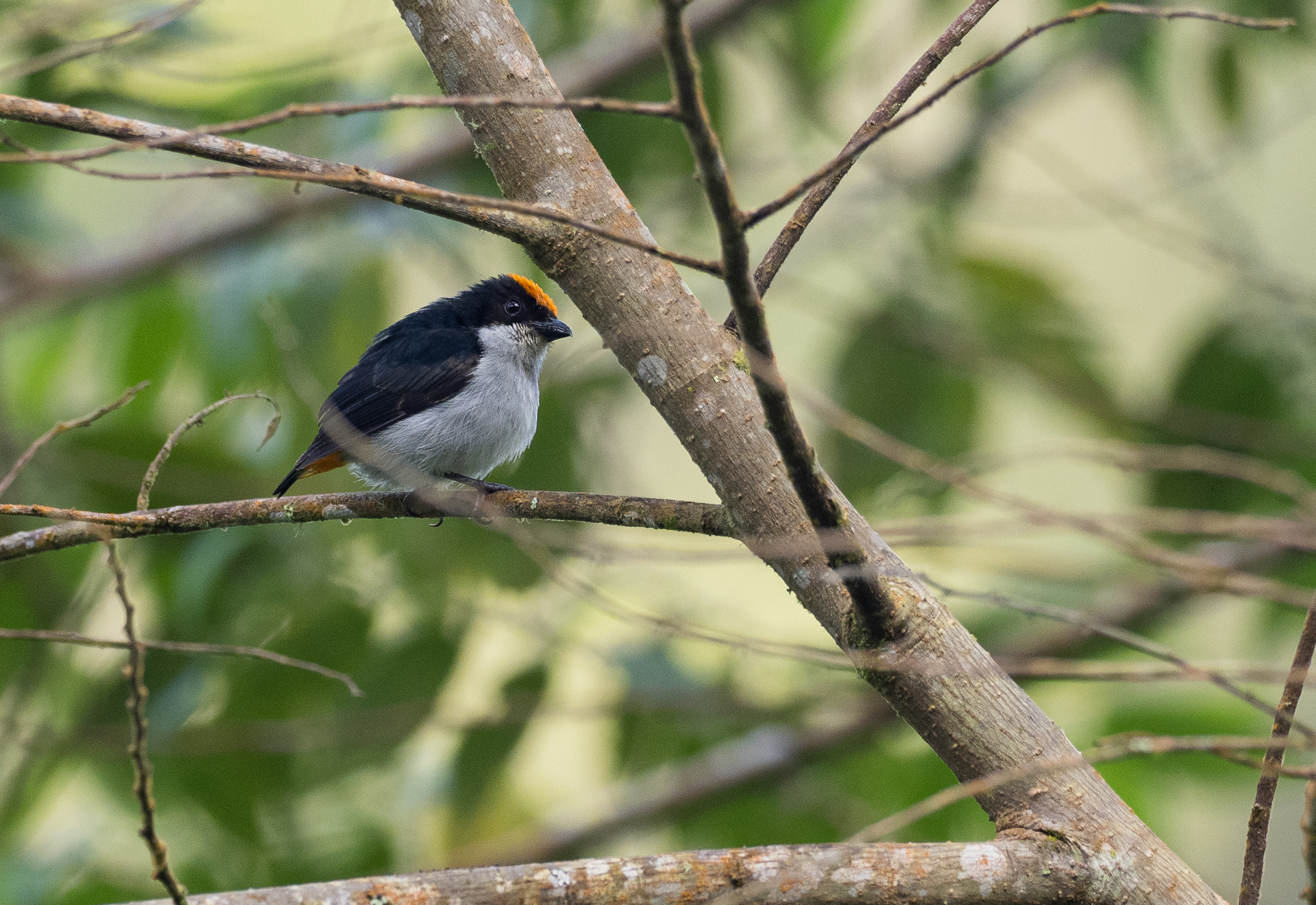 Flame-crowned Flowerpecker (Dicaeum kampalili), photo 9