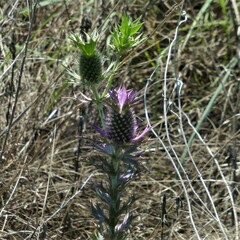 Eryngium leavenworthii