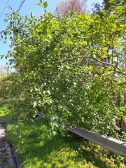 Rhamnus cathartica