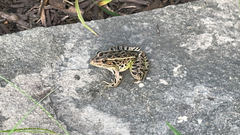 Lithobates pipiens