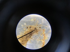 Dicranella schreberiana
