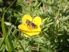 Hoplitis spoliata