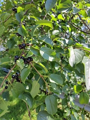 Rhamnus cathartica