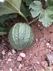 Apodanthera undulata