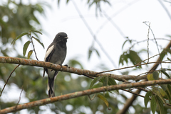 Malindangia mcgregori