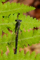 Lestes congener