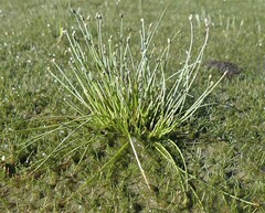 Isolepis cernua