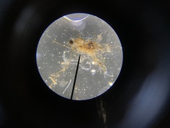 Dicranella schreberiana