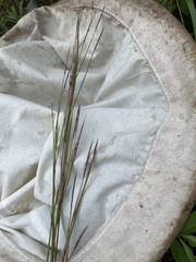 Schizachyrium scoparium