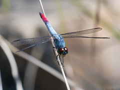 Notolibellula bicolor