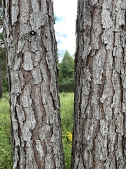 Pinus echinata