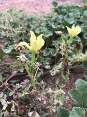 Apodanthera undulata