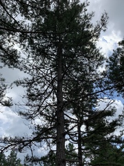 Pinus echinata