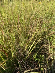 Eragrostis spectabilis