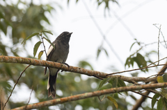 Malindangia mcgregori