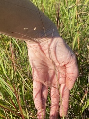 Eragrostis spectabilis