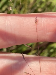 Eragrostis spectabilis