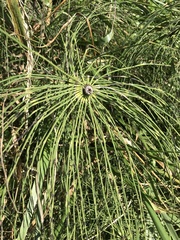 Equisetum telmateia