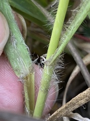 Eragrostis spectabilis