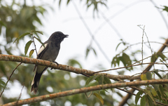 Malindangia mcgregori