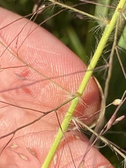 Eragrostis spectabilis