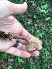 Lactarius camphoratus