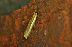 Crambus leachellus