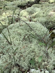 Cladonia subtenuis