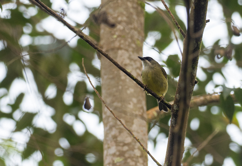 Mindanao Heleia (Heleia goodfellowi), photo 2