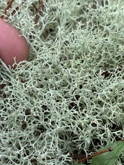 Cladonia subtenuis