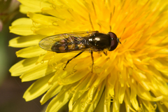 Melanostoma mellinum