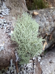 Usnea hirta