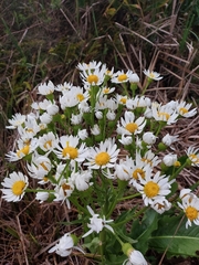 Senecio juergensii