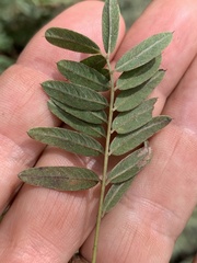 Tephrosia virginiana