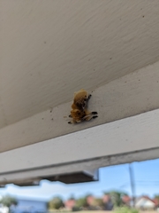 Megalopyge