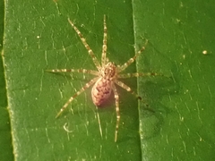 Dolomedes tenebrosus