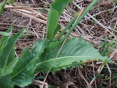 Senecio juergensii