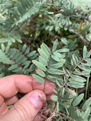 Tephrosia virginiana