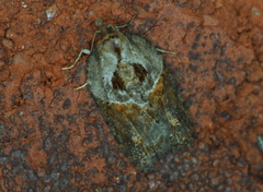 Acleris maculidorsana