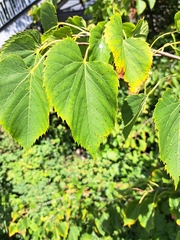 Tilia americana